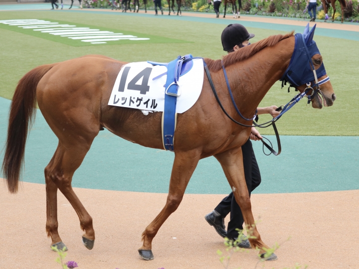 2022/4/24 3歳1勝クラス　パドック全身 レッドゲイル