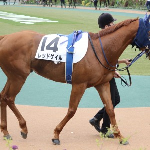 2022/4/24 3歳1勝クラス　パドック全身