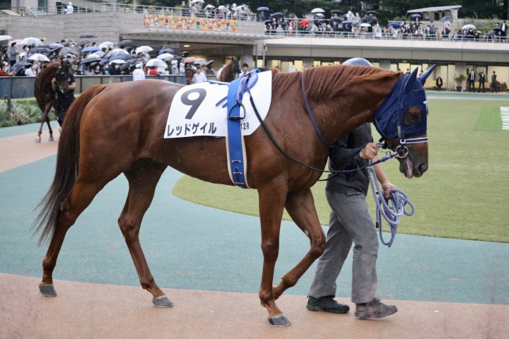 パドック レッドゲイル