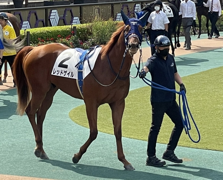 カメラ目線ですね レッドゲイル