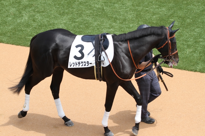 パドック レッドデクスター