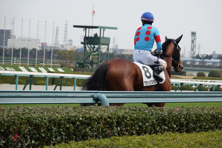 レースを控え、静かに佇む彼は何を思うのか クラシックステップ