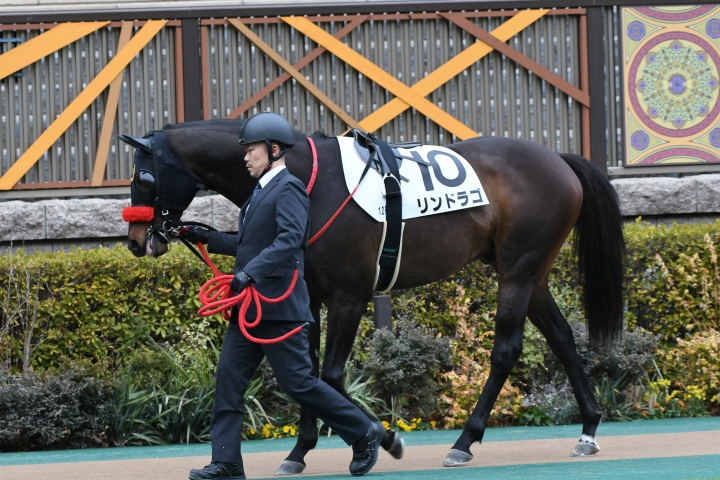 パドック リンドラゴ