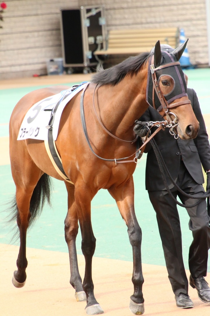 新馬戦パドック ブラーバック