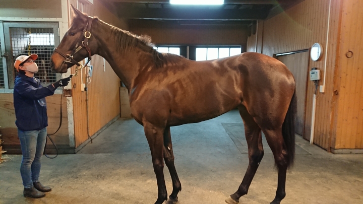 ノーザンファーム空港 フォラブリューテ