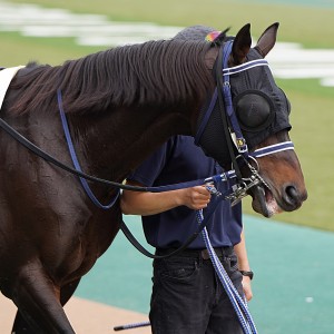 2022/11/13 3歳以上1勝クラス
