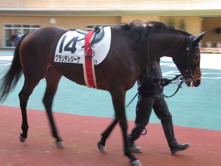 １勝Ｃパドック グランデレジーナ