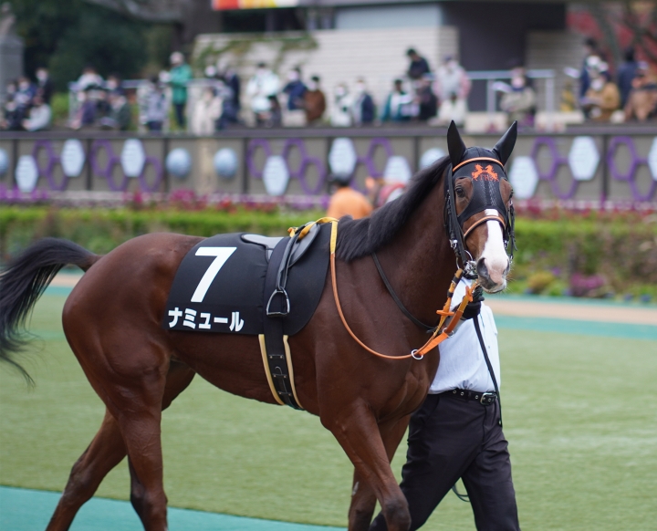 2021/11/21 赤松賞(1勝クラス) ナミュール