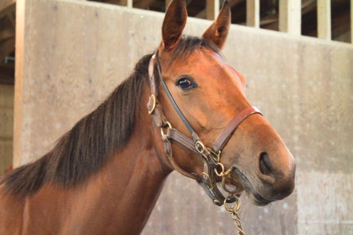 2歳11月　NFしがらき　 シャルムランプ