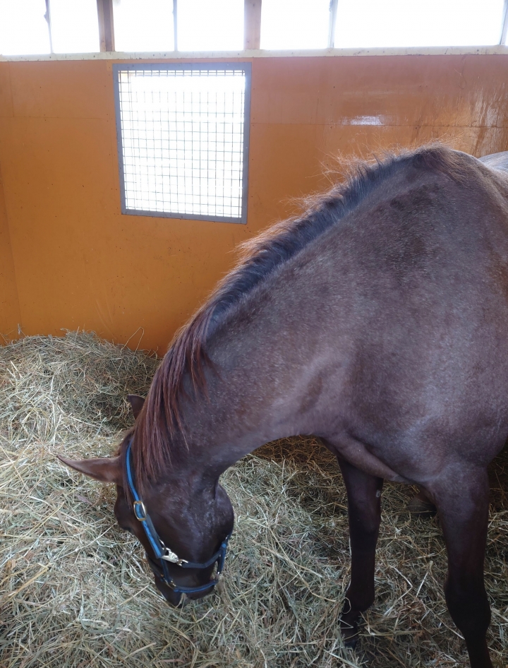 コスモビュー馬房 ウインマイルート