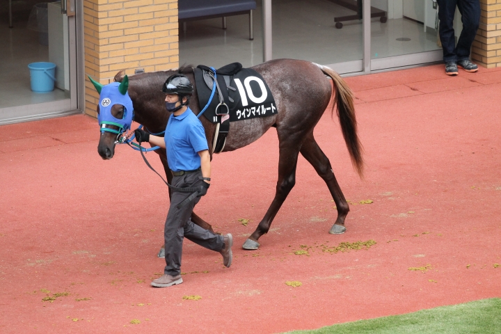 パドック ウインマイルート