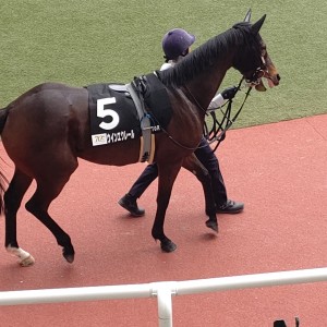阪神10R ダイワスカーレットC パドック
