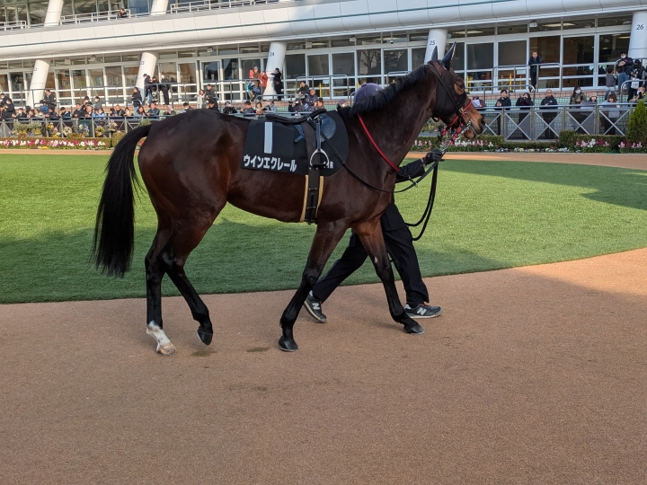 中山11Ｒ 初富士Sパドック ウインエクレール