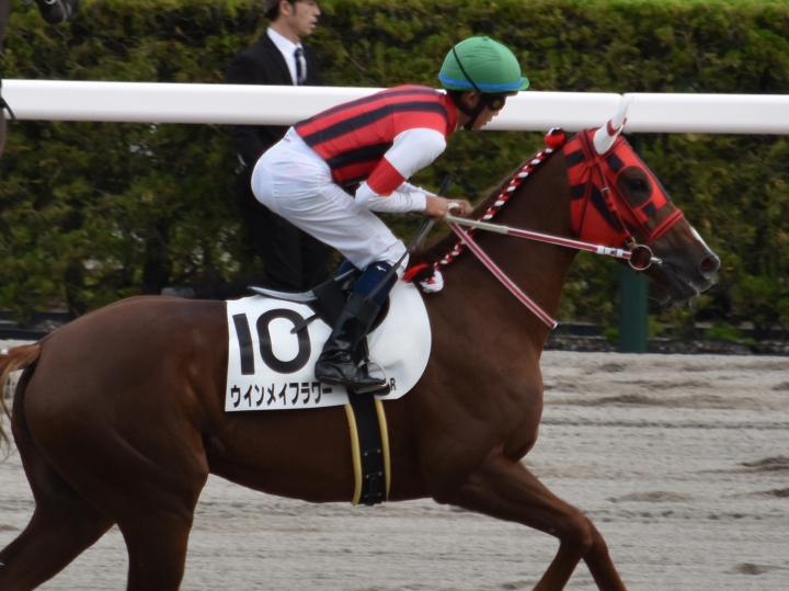 17戦目本馬場入場 ウインメイフラワー