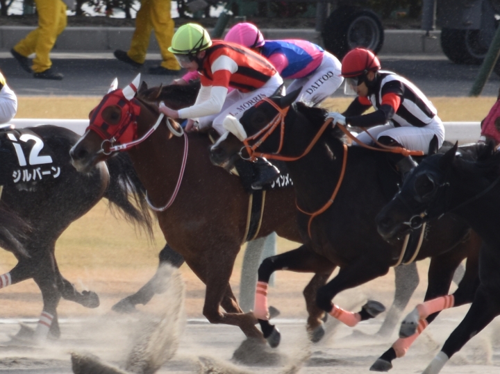 21戦目最後の直線 ウインメイフラワー
