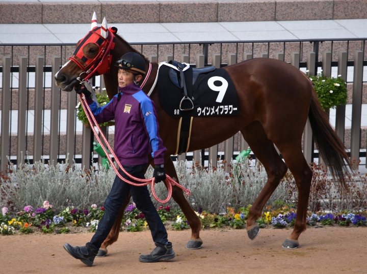 21戦目パドック ウインメイフラワー