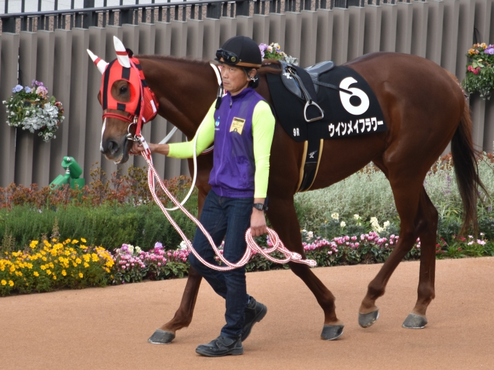 28戦目パドック ウインメイフラワー