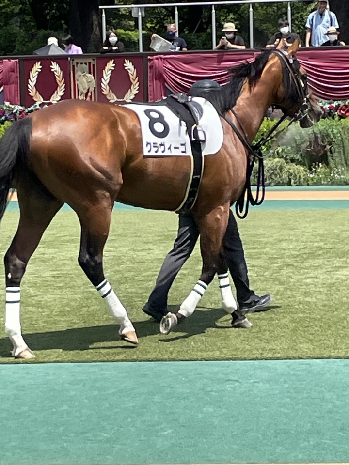 2022/6/5 3歳未勝利 クラヴィーゴ