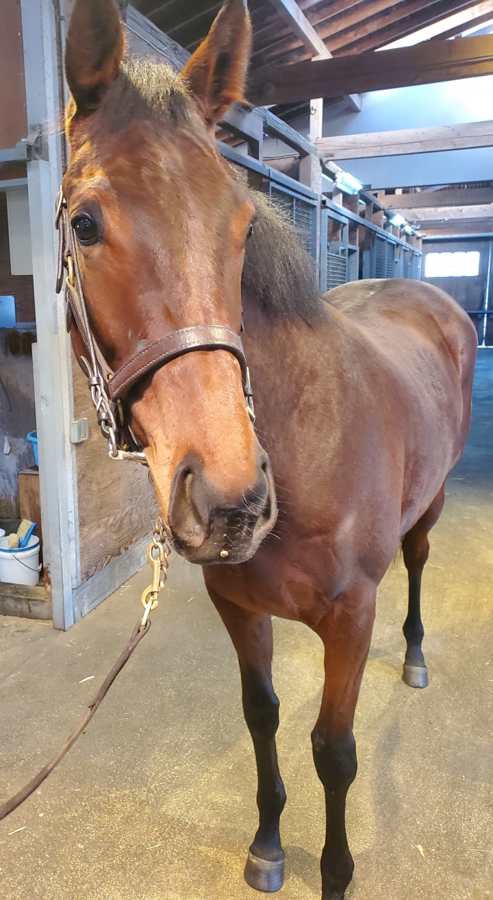 ノーザンファーム空港 スタニングローズ