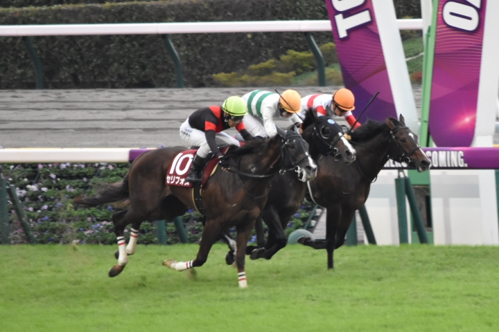 2022/10/22 富士S(G2) セリフォス