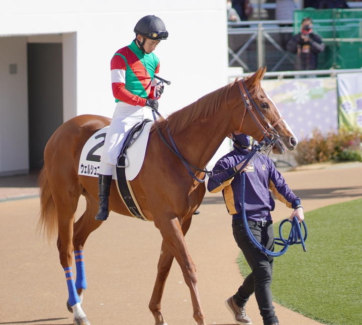 2022/1/8 3歳未勝利 ウェルシュゴールド