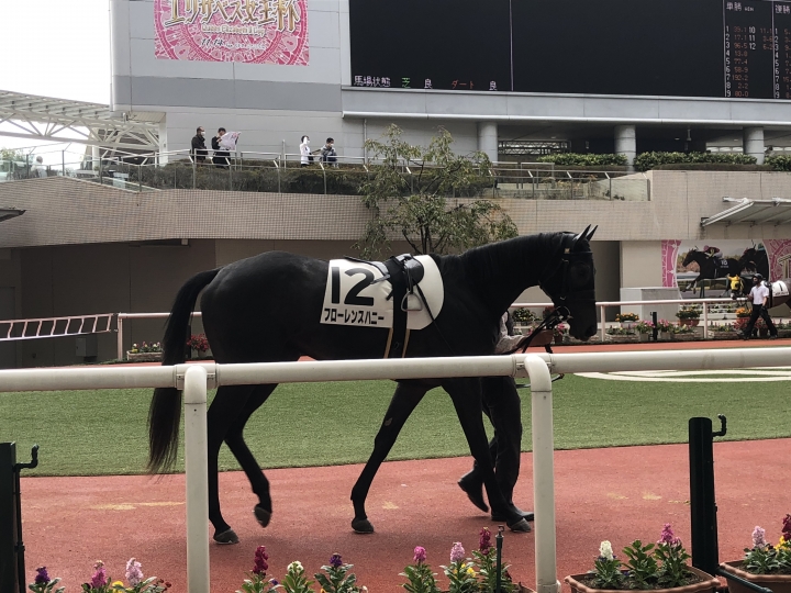 2021/10/31 2歳未勝利 フローレンスハニー