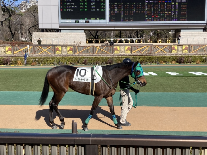 2022年2月6日3歳新馬戦 ノーブルオーキッド