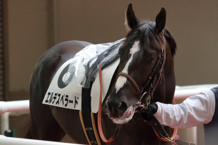2022/2/13 3歳新馬 エルデスペラード