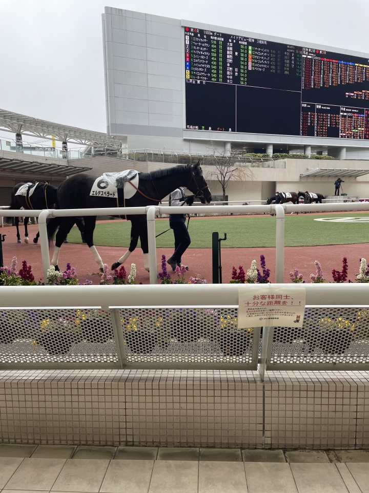 阪神ダート1800メートルメイクデビューパドック エルデスペラード