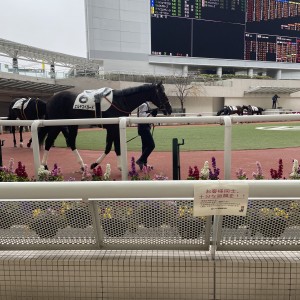 阪神ダート1800メートルメイクデビューパドック