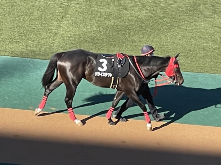 2021/11/13 オキザリス賞(1勝クラス) ドライスタウト