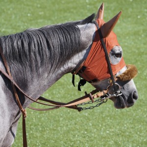 2024/9/7 中山 汐留特別(2勝クラス)