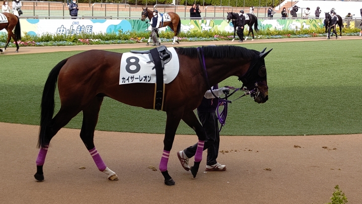 未勝利パドック カイザーレオン