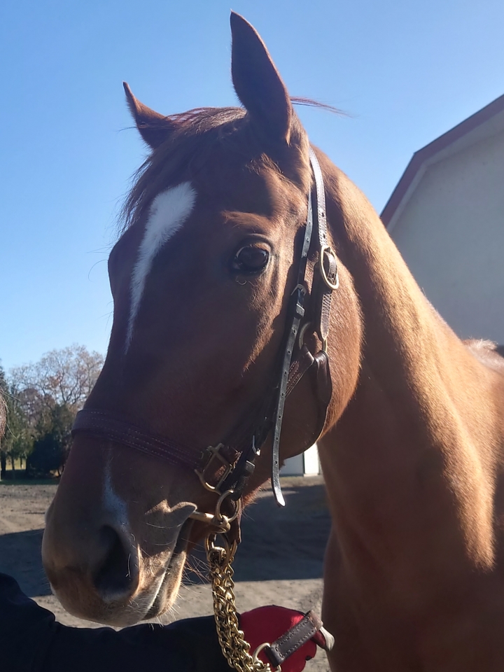 オカダスタッド3 ラブリアージェ