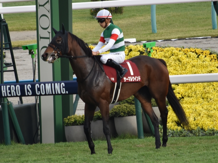 24スワンＳ本馬場入場 サーマルウインド