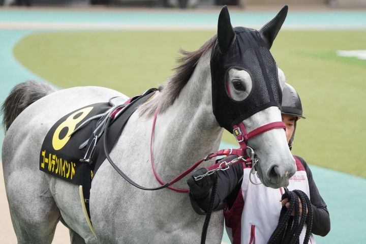 2022/10/22 アイビーS(OP) ゴールデンハインド