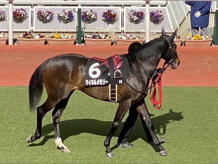 2023/2/12 こぶし賞(1勝クラス) マイネルメモリー