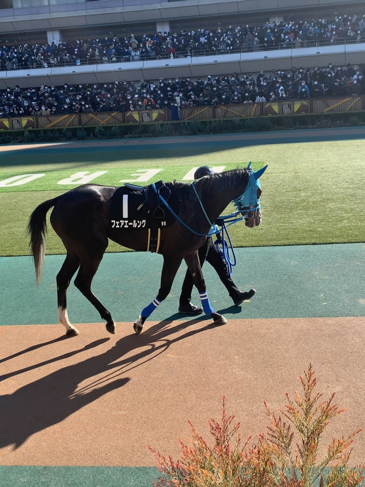 2023/1/29 セントポーリア賞(1勝クラス) フェアエールング