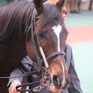 ゴールドシップの後継種牡馬に！
