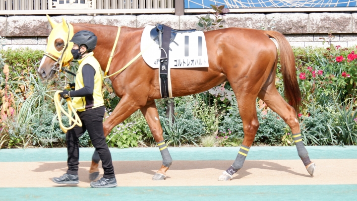 2022年10月 ゴルトレオパルト