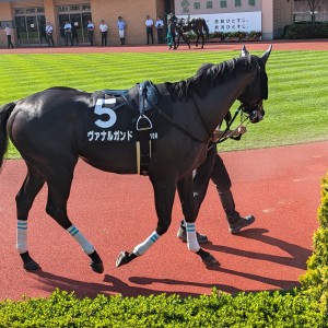 新潟10R　両津湾特別　パドック