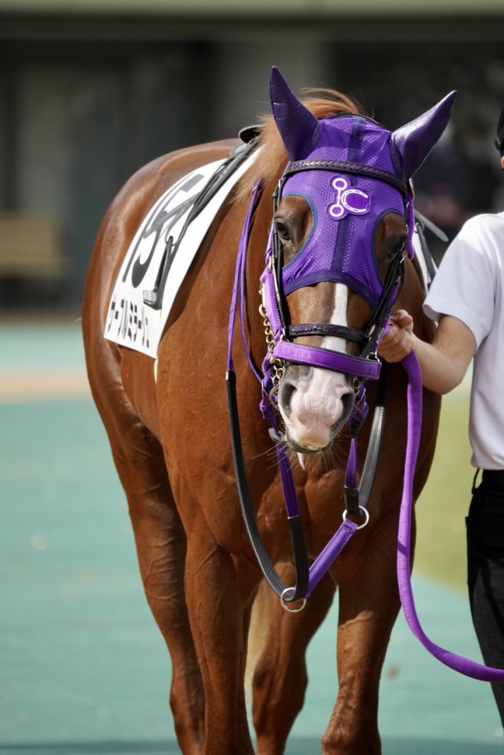 2022/11/13 2歳未勝利 サーブルミラージュ