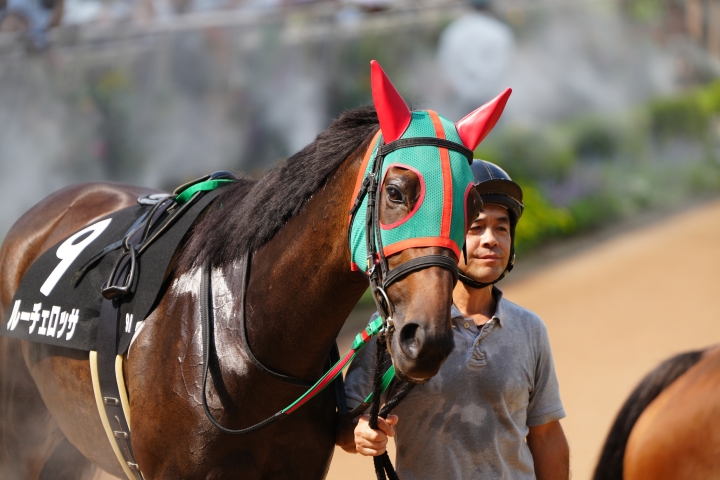 2024/9/8 白井特別(2勝クラス) ルーチェロッサ