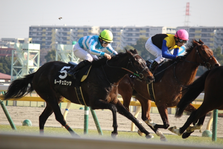 2023年2月 ルーチェロッサ