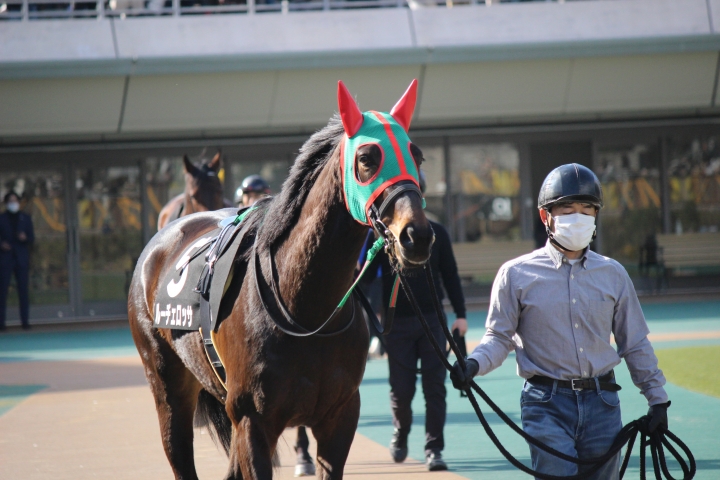 2023年2月 ルーチェロッサ