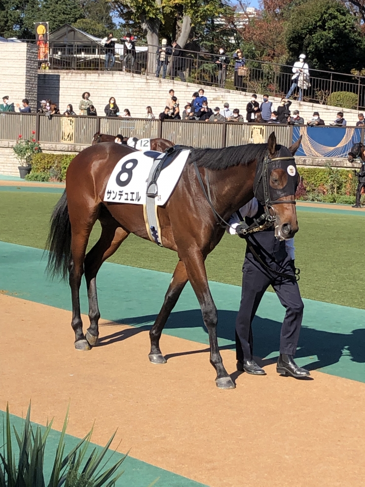 2022/11/19 2歳未勝利 サンデュエル