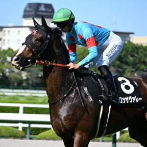 20250906 西宮ステークス（阪神芝1,800m）