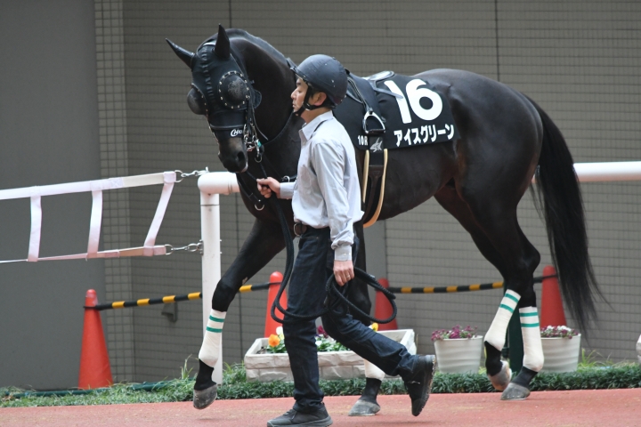 パドック アイスグリーン
