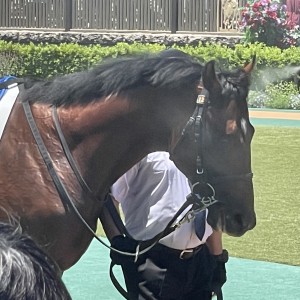 新馬戦パドック