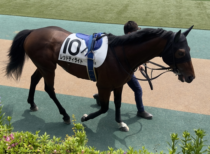 2023年4月 レッドディライト